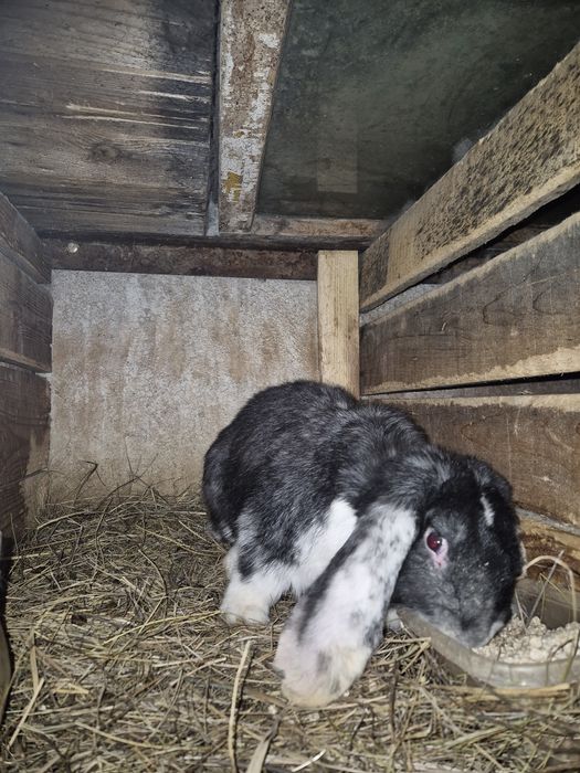 Продам кроликов,1мес,2мес,3мес.