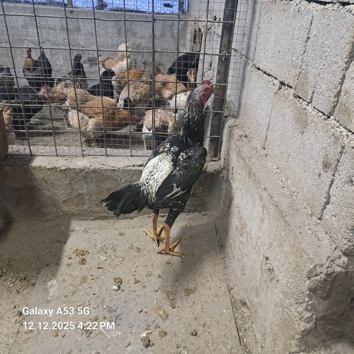 Продам молодого дакана