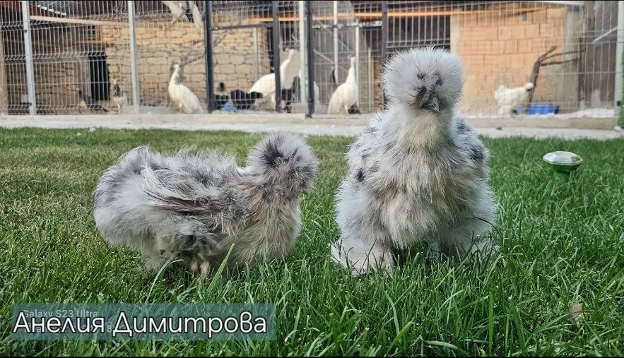 Разплодни яйца от американска копринка
