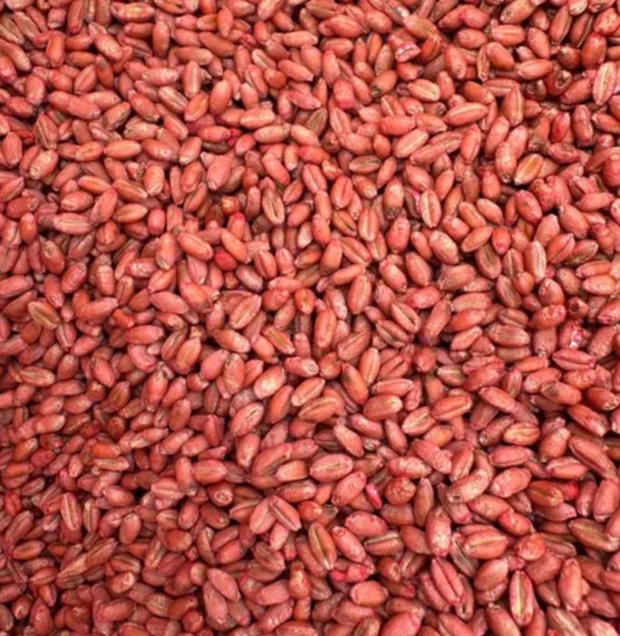 Vând grâu de sămânță C1 anapurna cu pg 102