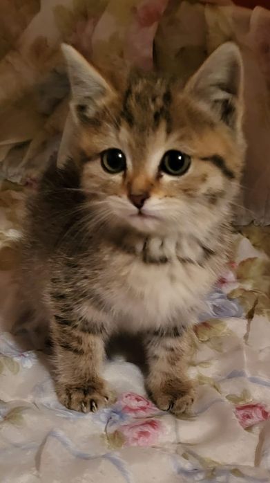 Милашки в дар.!!