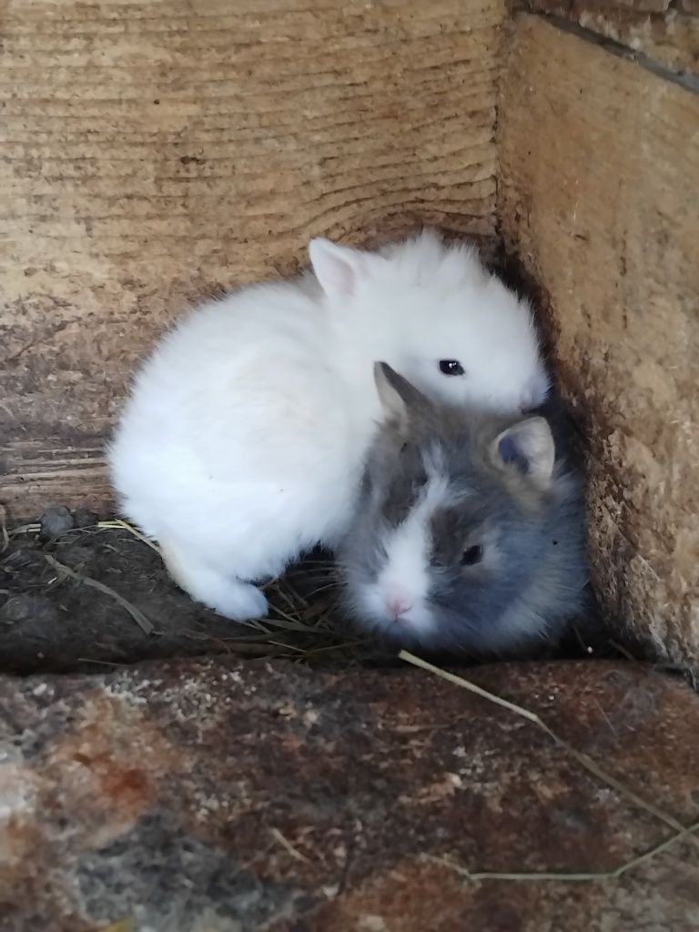 Vând iepuri rasa pitic!