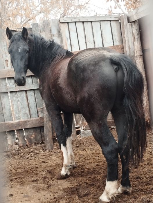 Продаётся жеребец полутяж