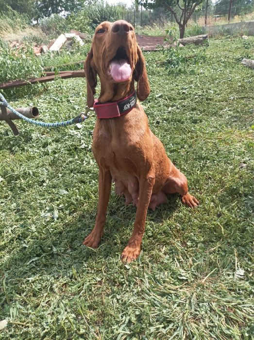 Viszla, vizsla maghiara 2 ani