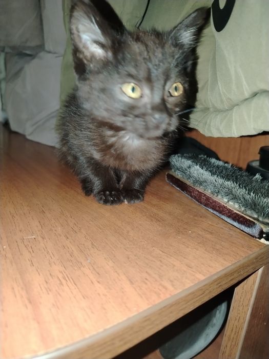 Котёнка в добрые руки