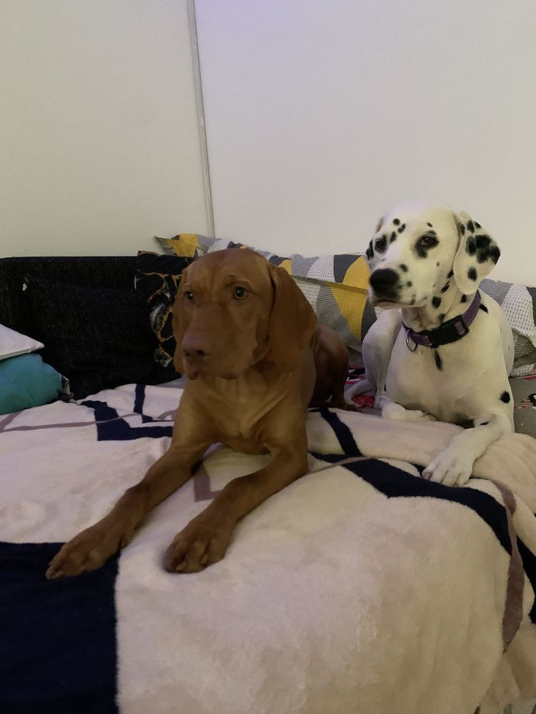 Pet sitter/ Cazare animale