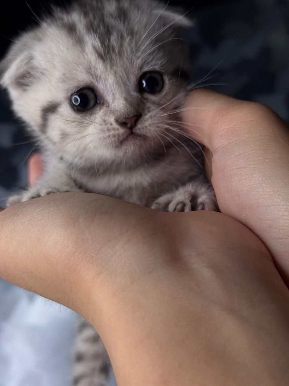 Продам красивых котят