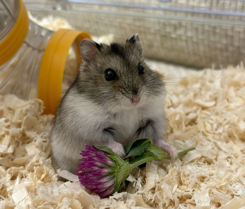 Хомяк джунгарский