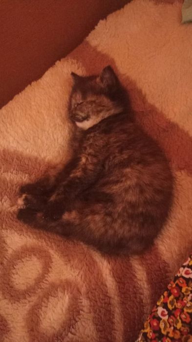 Продам котят крысоловов