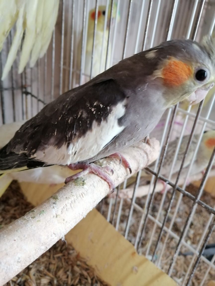 Продам ручных   попугайчиков нимфа кореллы   2 месяца в выкормыши