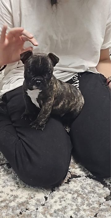 Buldog francez isi cauta o noua casuta e baietel
