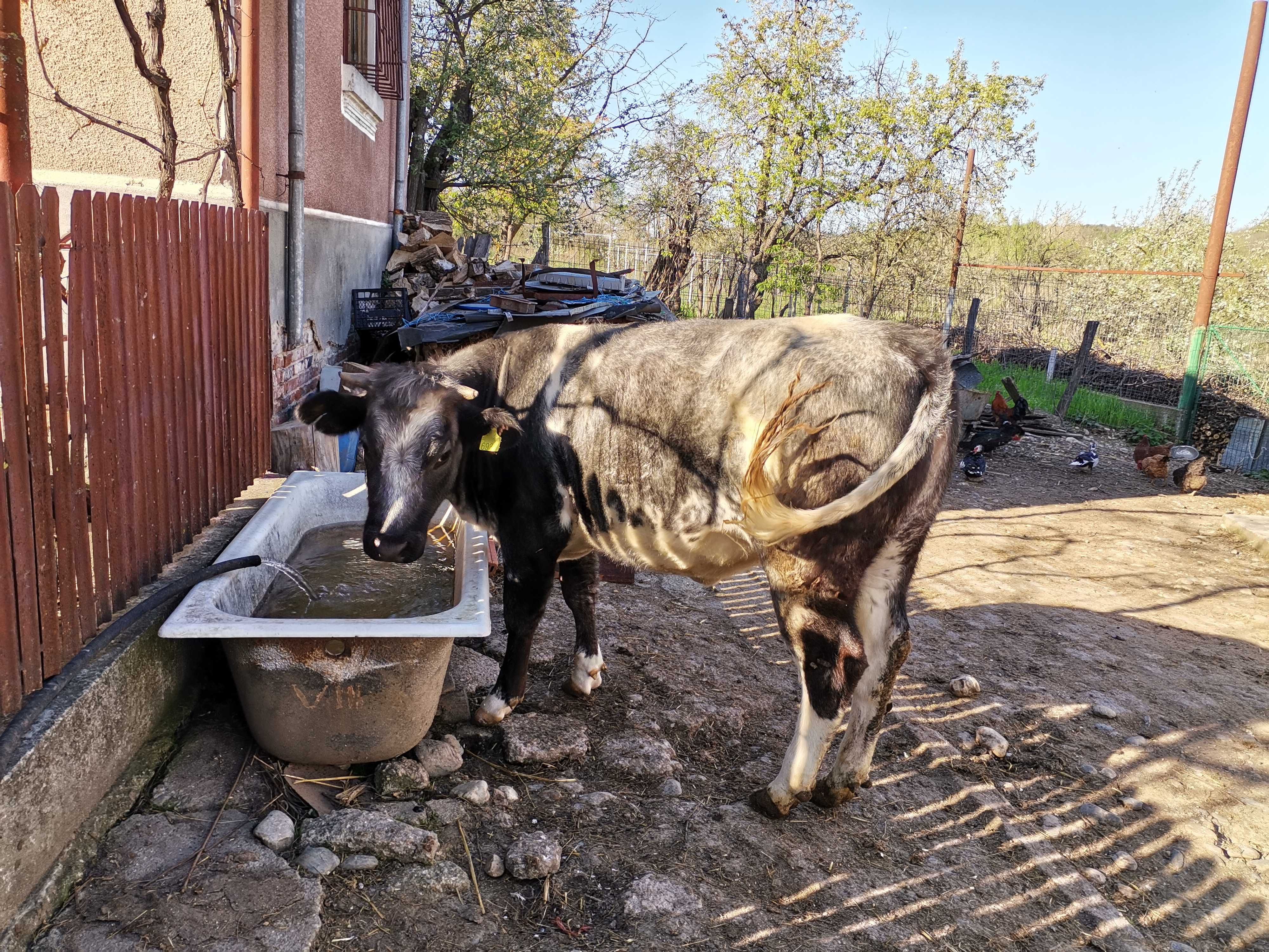 Vând junica albastru belgian, 2 ani, montata în luna a treia