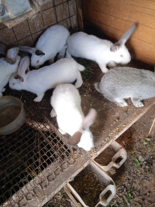 Кролики 1,5 месячные