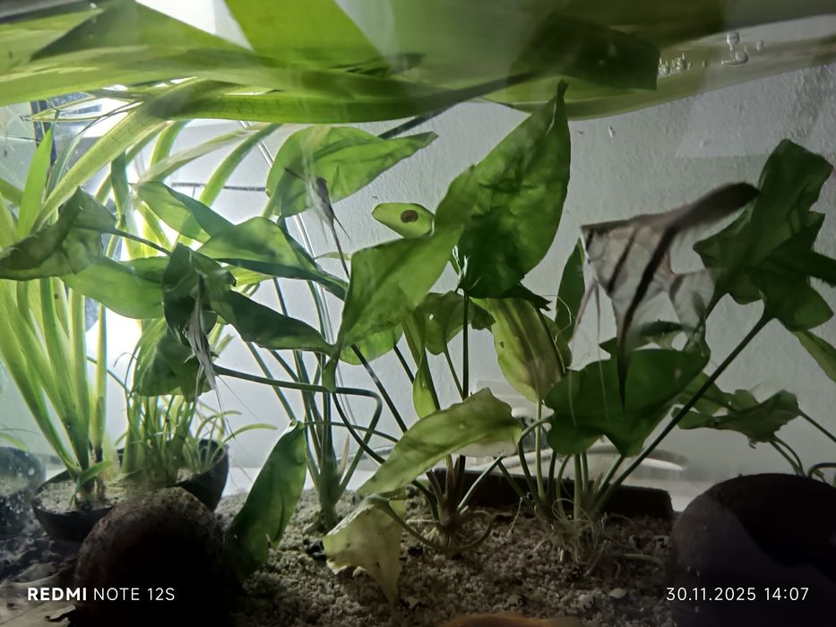 Vând scalari 20 lei Bucata