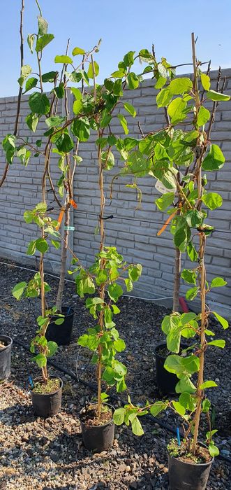 Pomi Fructiferi Exotici La Ghiveci (Kiwi)