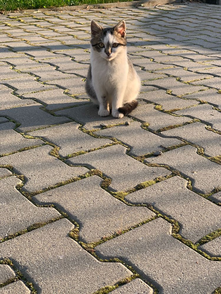 Ofer spre donație 2 motanei.