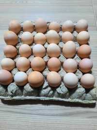 Oua pentru incubat de gaini australorp