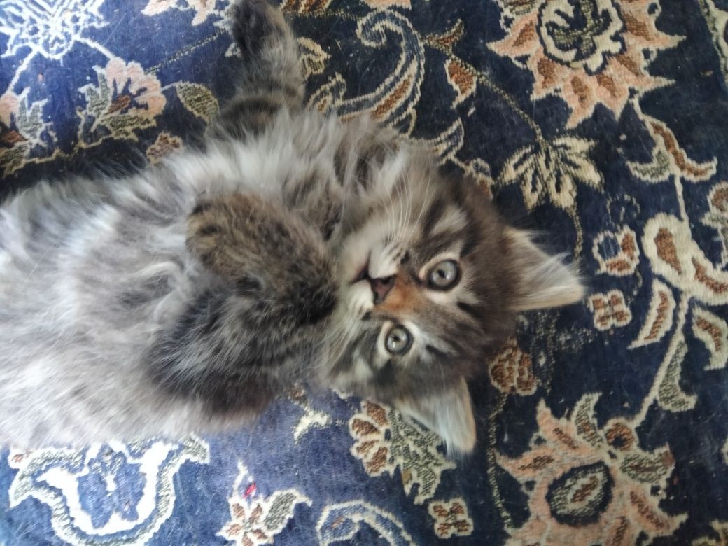 Дарю котят . К лотку приучены .