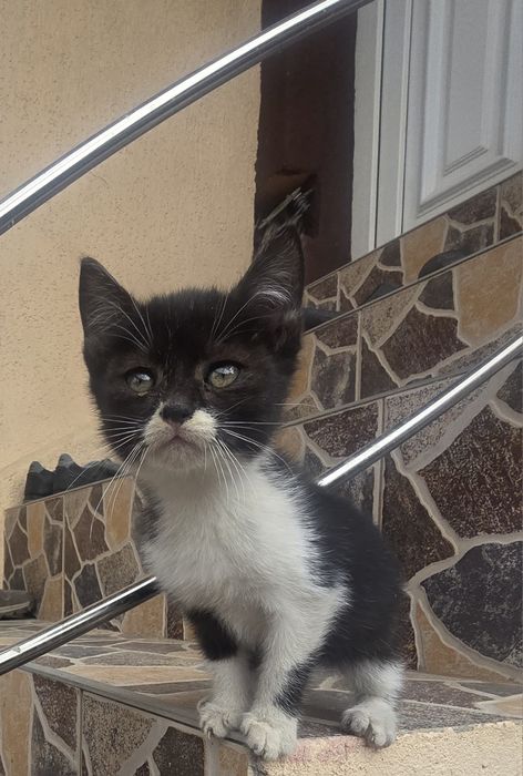 Donez pisicuță cu mustață