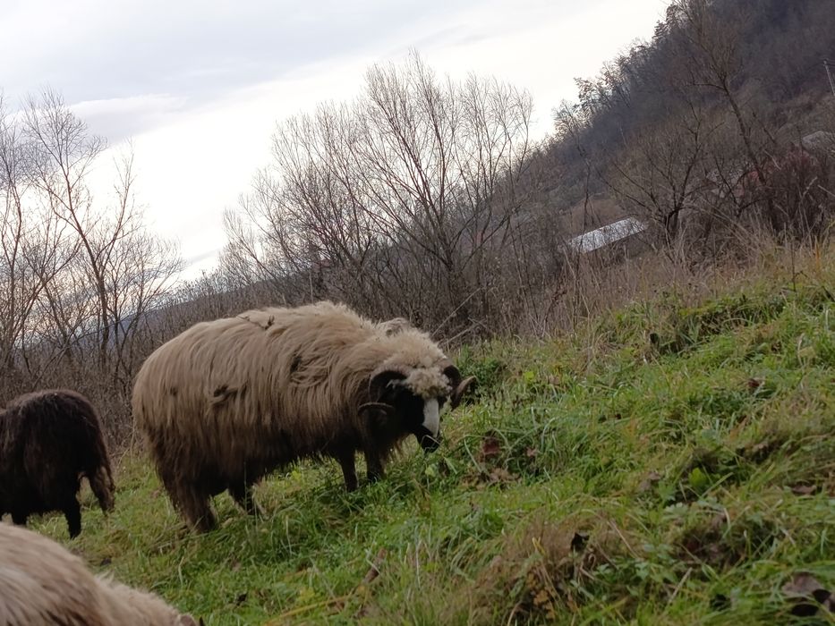 Schimb berbec cu oi mai vechi