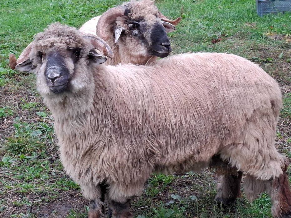 Bucalai noatini de vanzare