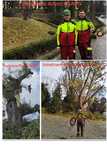 Taiere arbori taiere copaci toaletare arbori toaletare copaci