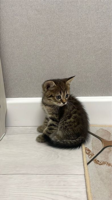 Породистая котенка