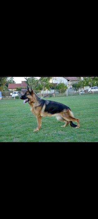 Catei Ciobanesc German