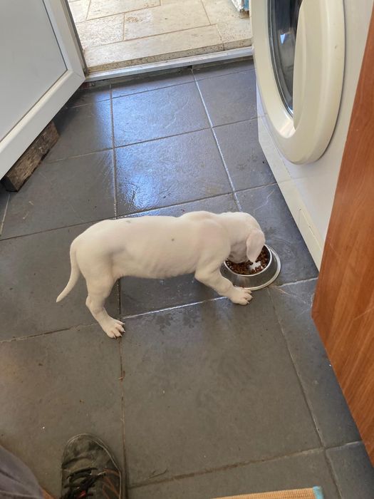 Vand pui dogo argentino cu pedigree