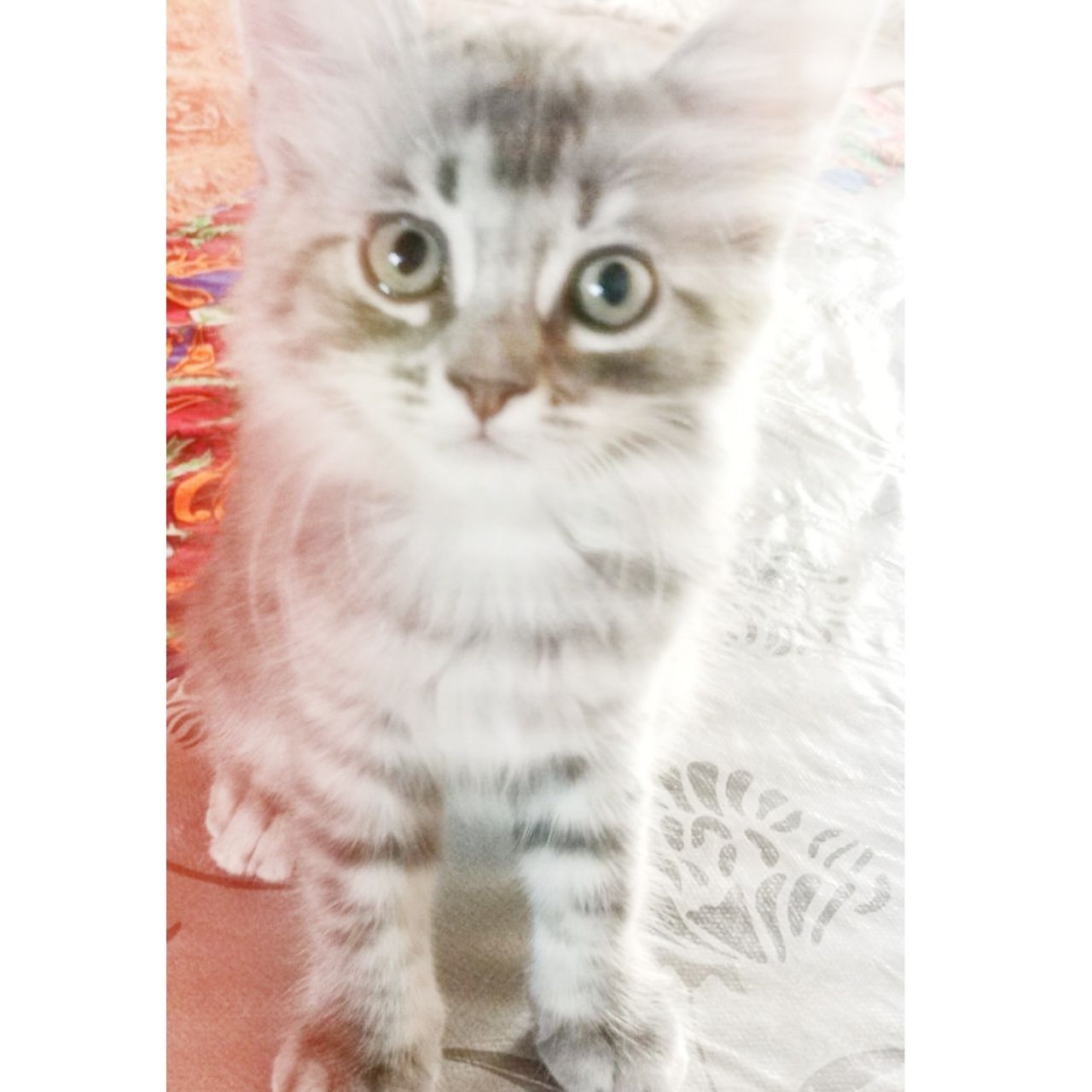 Мушук Шиншилла. 2 ойлик