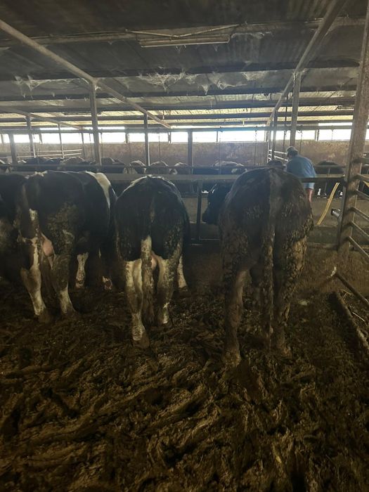 Vand 15 tauri de taiat