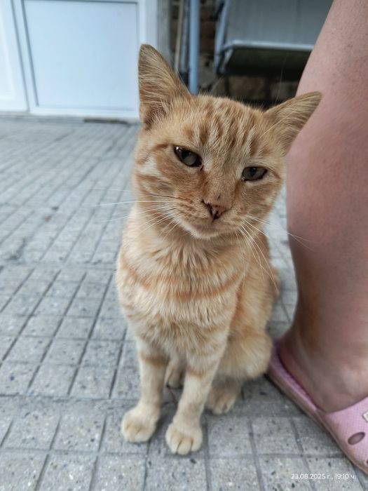 Подарявам малки и големи котета