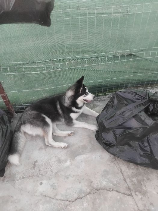 De vanzare pui huski siberian