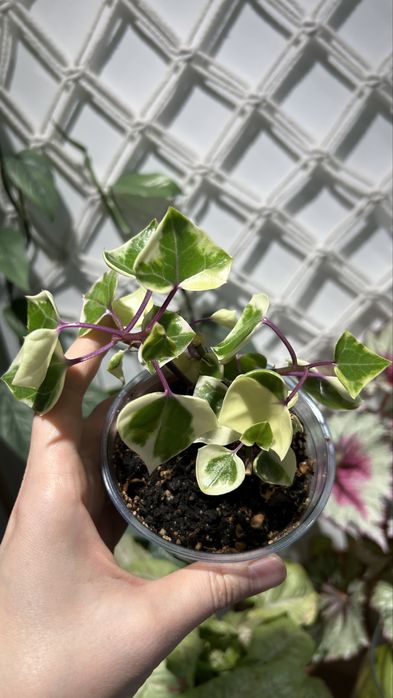 Крестовник крупноязычковый