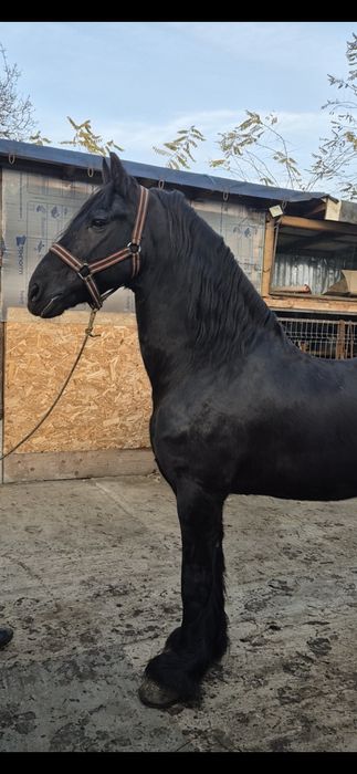 Armasar friesian