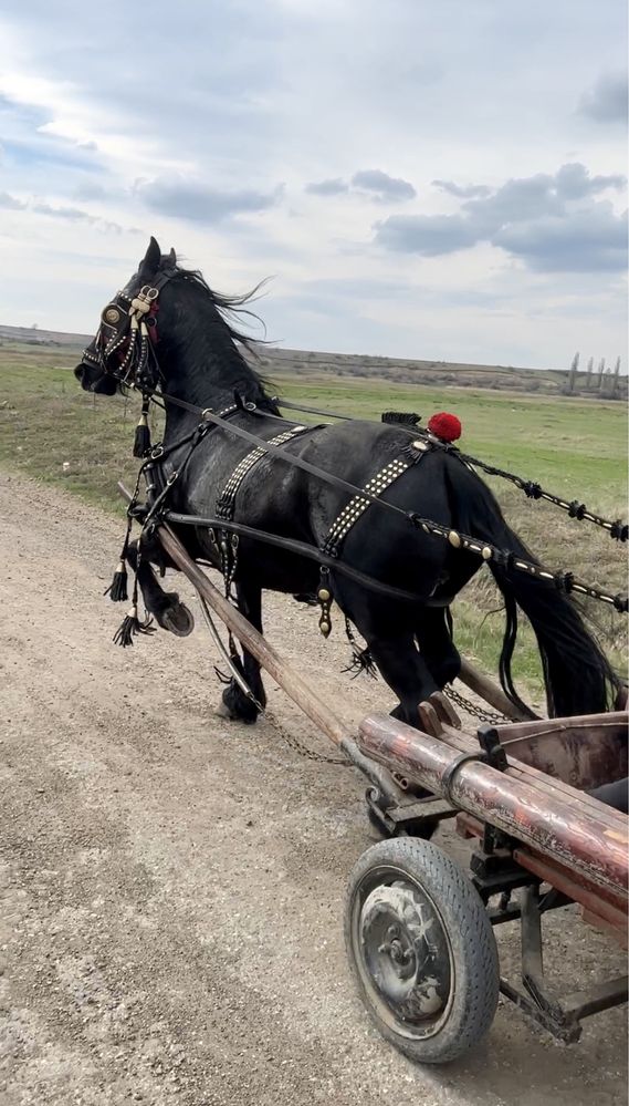 Iapa friziana gestantă!