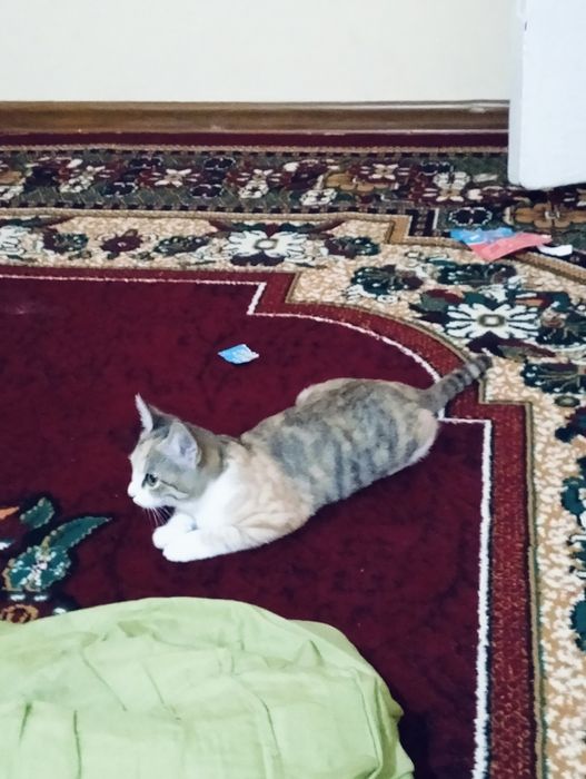 отдам даром кошка