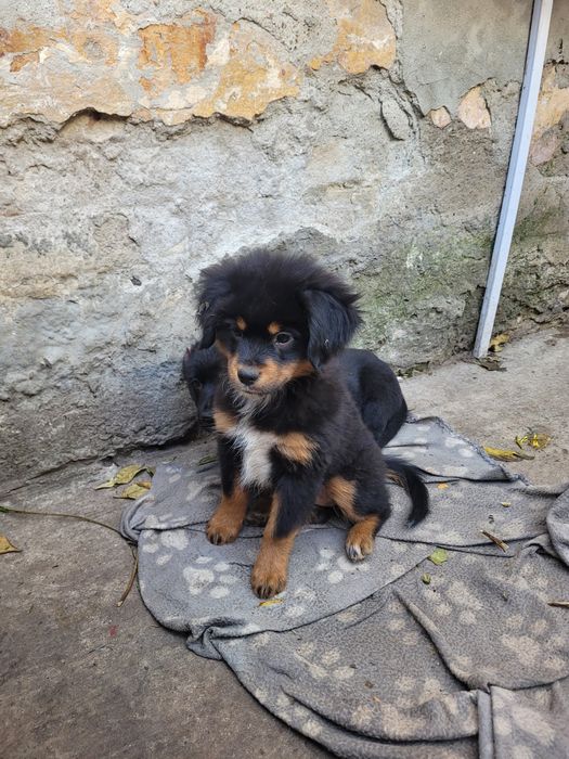 Caini pentru adoptie