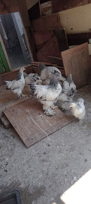 Pui pragma de vanzare