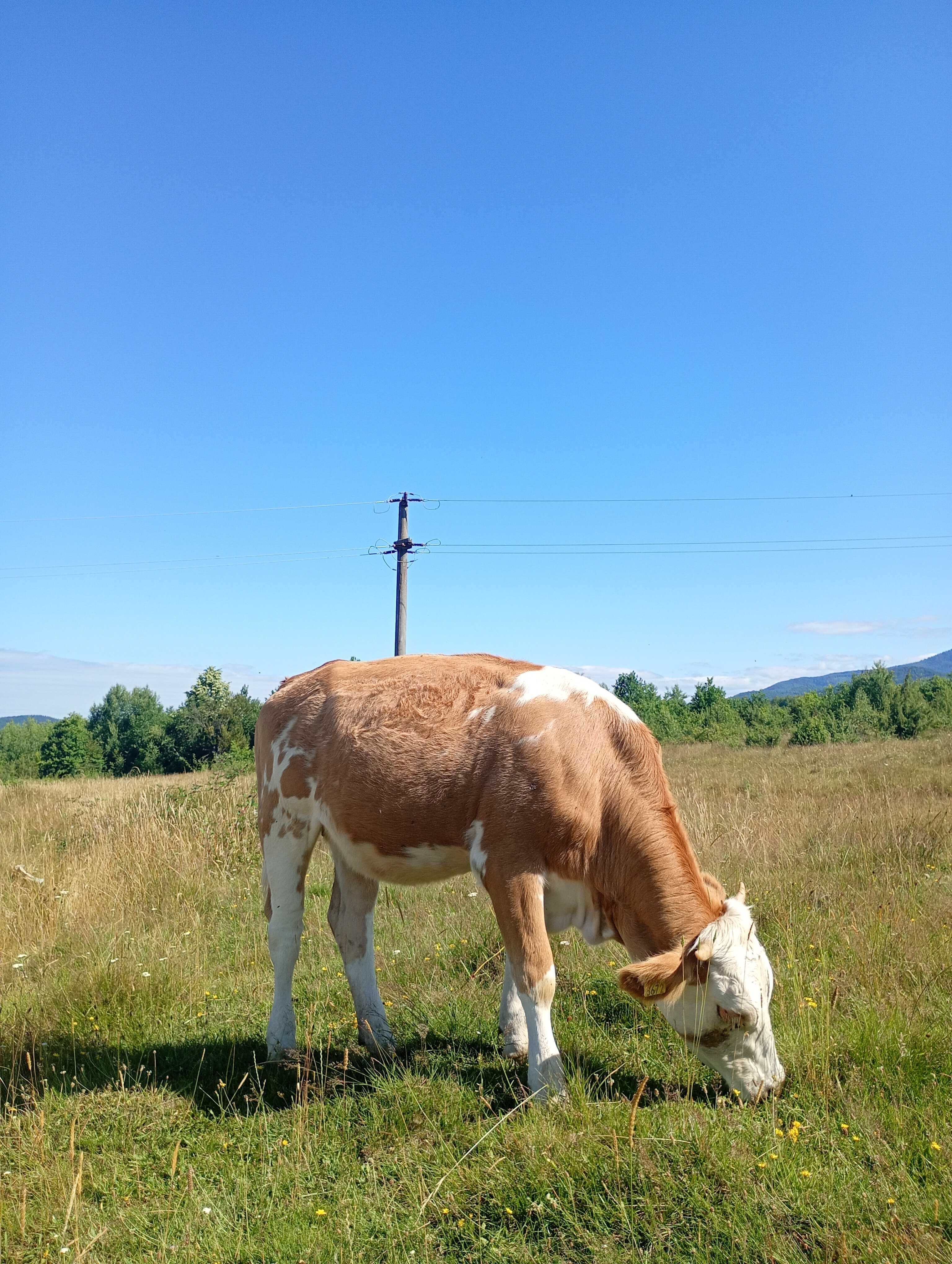 Vând 4 juninci Bălțată Românească