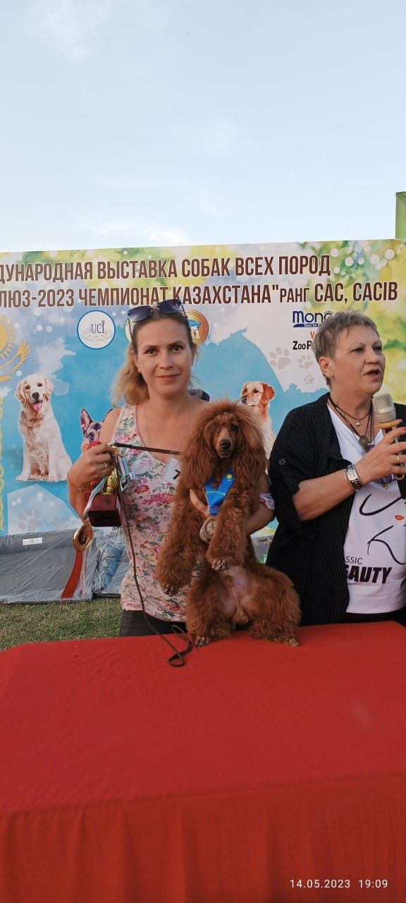Дрессировка собаки