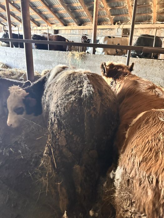 De vanzare 9 taurasi