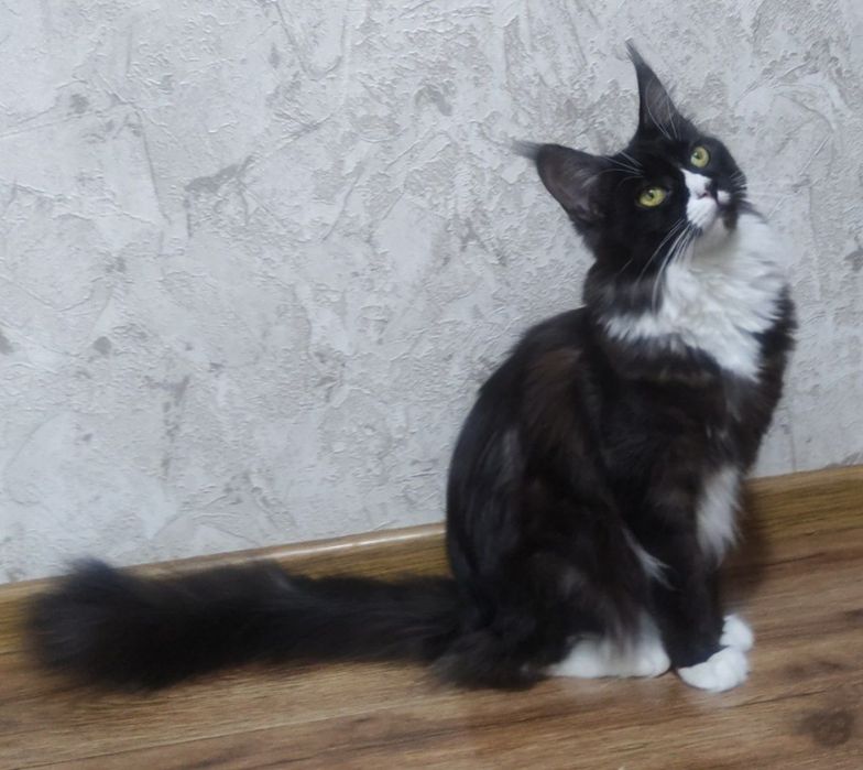 Мейн-кун девочка в разведение