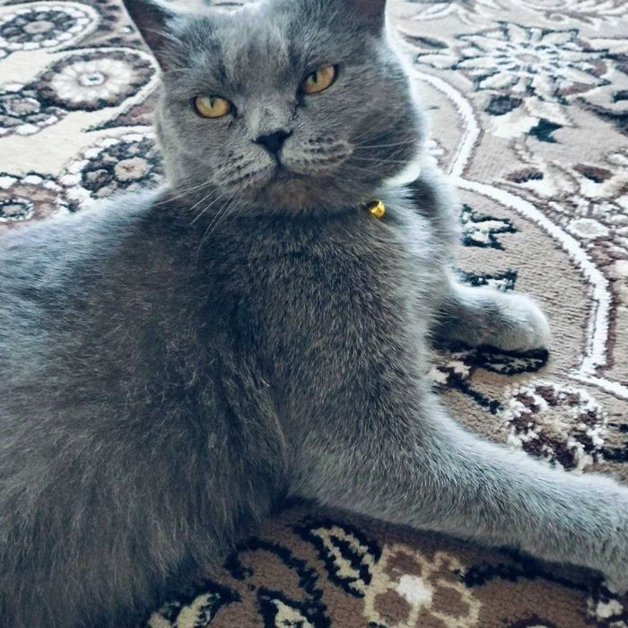 Britanskiy mushukcha