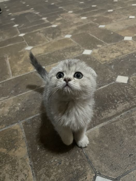 Skotish fold скоттиш фолд шиншилла