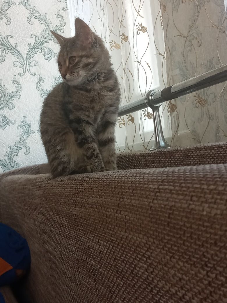 отдам кошечку девочка