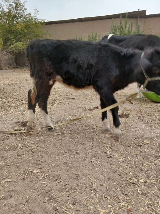 Gonajin sotiladi narxi