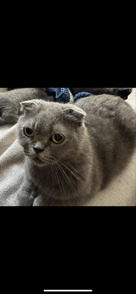Котета шотландски клопоухи и правоухи