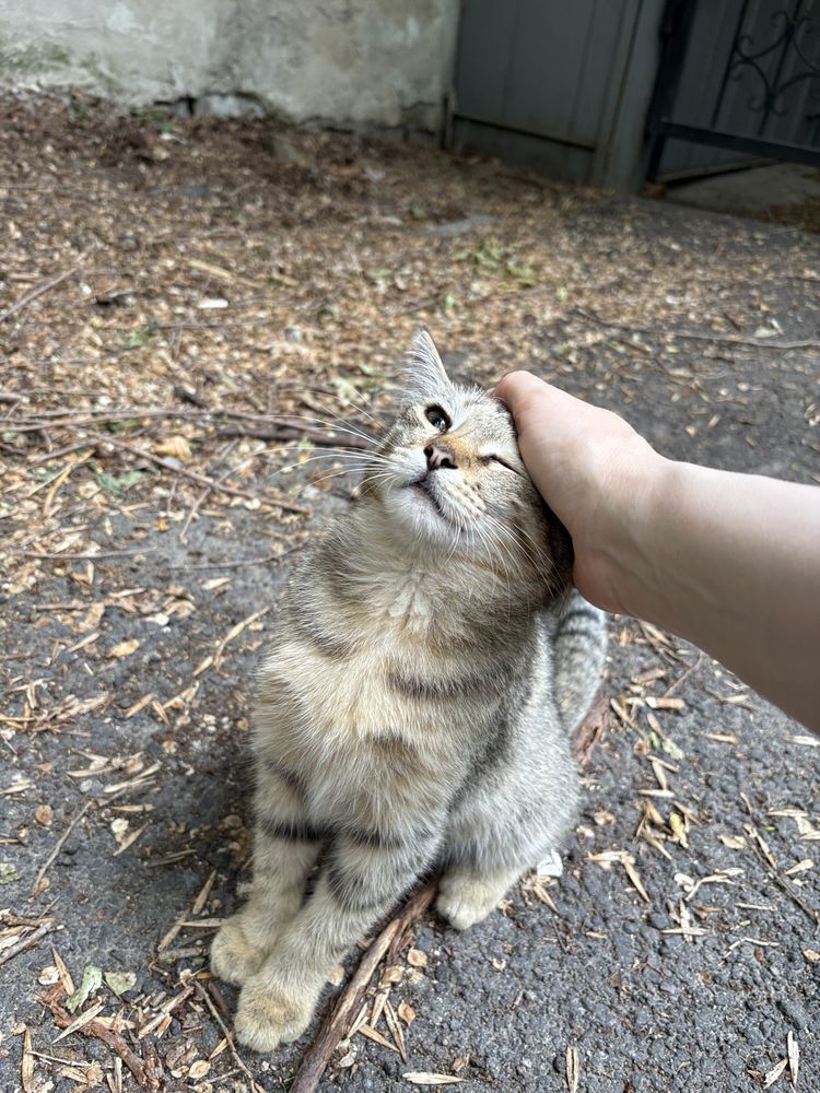 Котенок в добрые руки