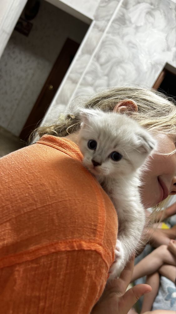 Продается котик